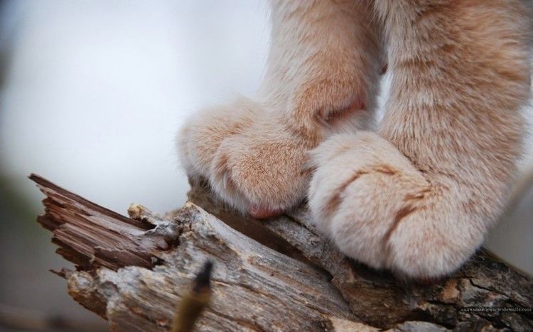 Сколько пальцев у кошки на задних и передних лапах -